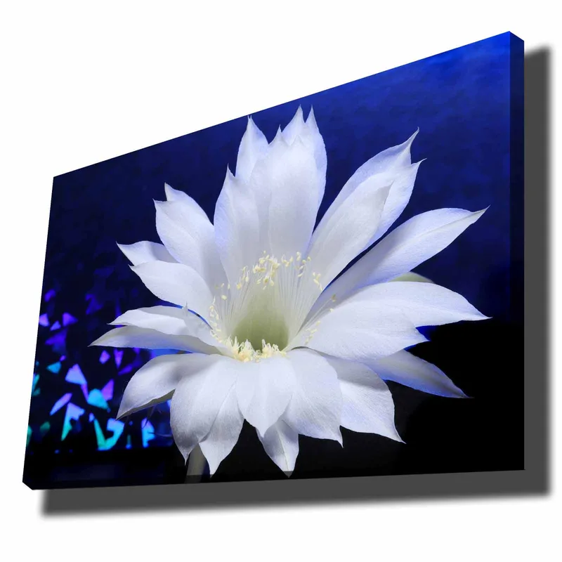 Lerretsbilde 70x100 cm - Vakker hvit kaktusblomst i fokus mot en dypblå bakgrunn, Hvit / Blå