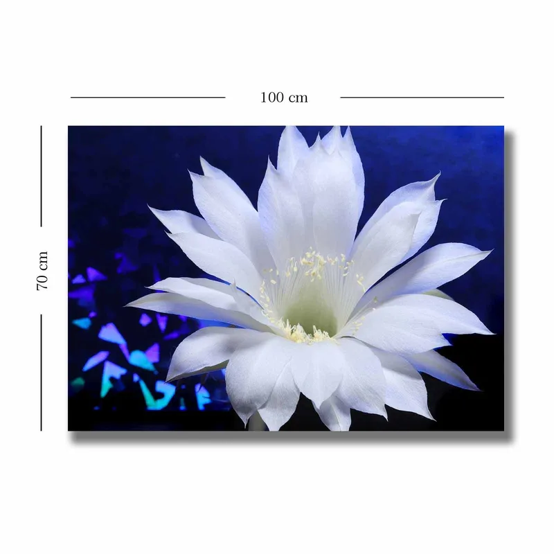 Lerretsbilde 70x100 cm - Vakker hvit kaktusblomst i fokus mot en dypblå bakgrunn - Hvit / Blå - Innredning - Bilder & kunst - Lerretsbilder