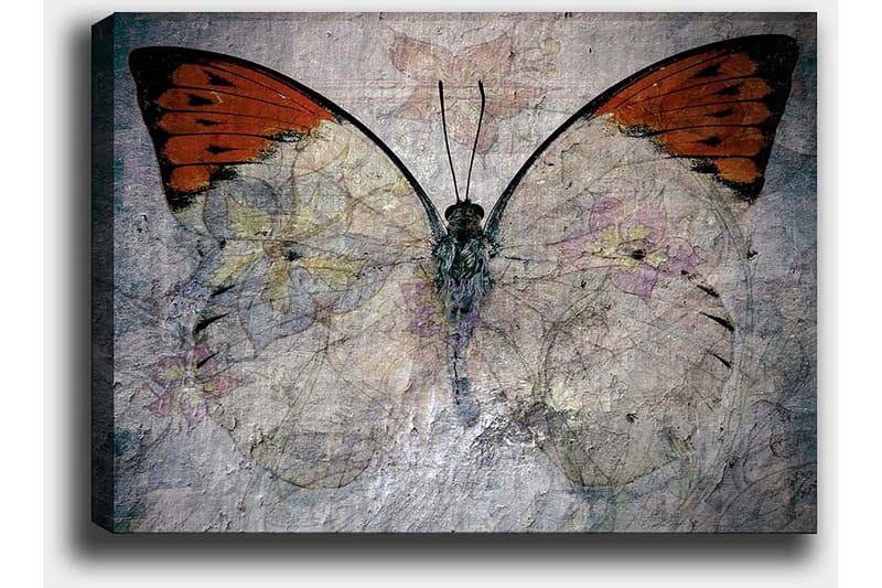 Lerretsbilde 70x100 cm - Vakker sommerfugl med oransje og hvite vinger som fremhever naturens skjønnhet - Oransje / Hvit / Grå - Innredning - Bilder & kunst - Lerretsbilder