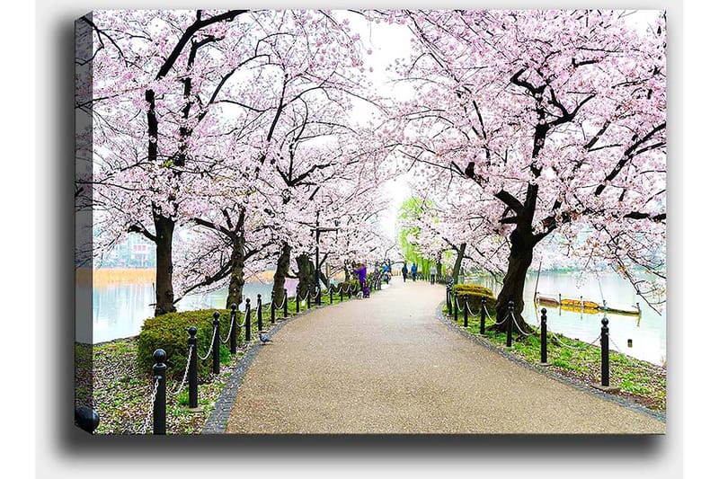Lerretsbilde 70x100 cm - Vakker sti omkranset av kirsebærtrær i full blomst - Rosa / Grønn / Brun - Innredning - Bilder & kunst - Lerretsbilder