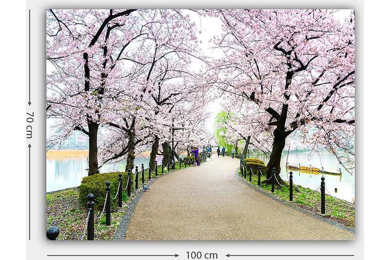 Lerretsbilde 70x100 cm - Vakker sti omkranset av kirsebærtrær i full blomst - Rosa / Grønn / Brun - Innredning - Bilder & kunst - Lerretsbilder