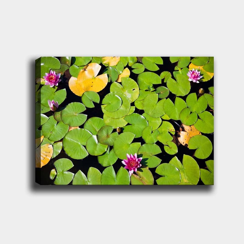 Lerretsbilde 70x100 cm - Vakker utsikt over vannliljer som flyter på en speillignende vannoverflate omgitt av grønne vannliljeblader - Grønn / Rosa / Gul - Innredning - Bilder & kunst - Lerretsbilder
