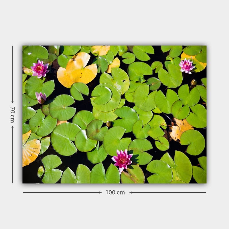 Lerretsbilde 70x100 cm - Vakker utsikt over vannliljer som flyter på en speillignende vannoverflate omgitt av grønne vannliljeblader - Grønn / Rosa / Gul - Innredning - Bilder & kunst - Lerretsbilder