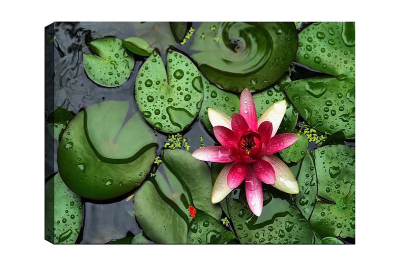 Lerretsbilde 70x100 cm - Vakker vannlilje som blomstrer på en overflate av grønne vannliljeblader, Grønn / Rosa / Hvit