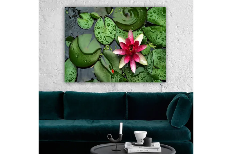 Lerretsbilde 70x100 cm - Vakker vannlilje som blomstrer på en overflate av grønne vannliljeblader - Grønn / Rosa / Hvit - Innredning - Bilder & kunst - Lerretsbilder