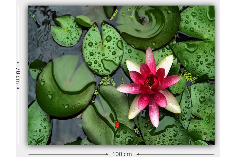 Lerretsbilde 70x100 cm - Vakker vannlilje som blomstrer på en overflate av grønne vannliljeblader - Grønn / Rosa / Hvit - Innredning - Bilder & kunst - Lerretsbilder