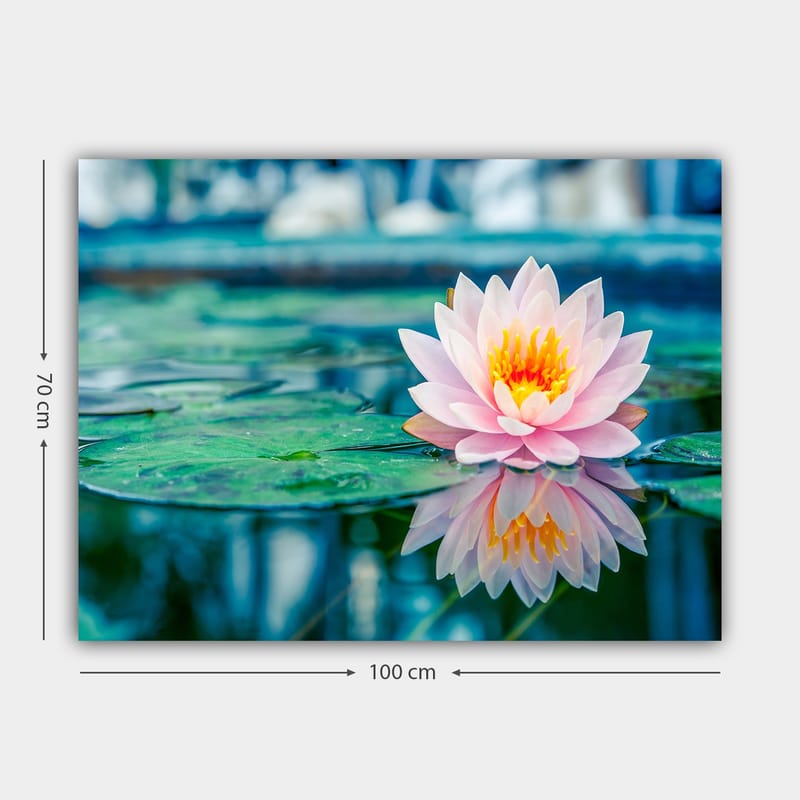 Lerretsbilde 70x100 cm - Vakker vannlilje som flyter på en rolig innsjø med grønne vannliljeblader - Rosa / Grønn / Gul - Innredning - Bilder & kunst - Lerretsbilder