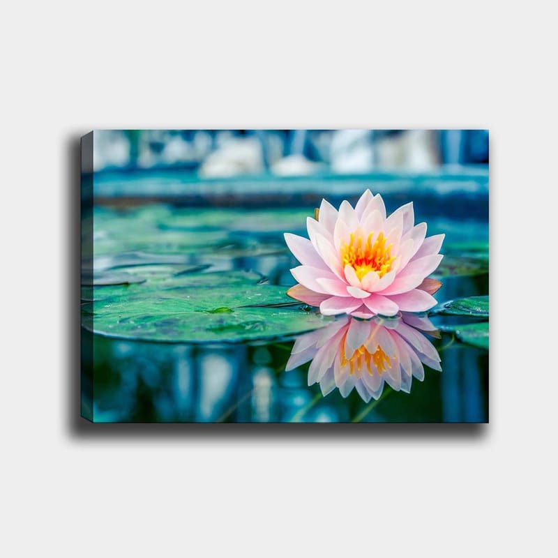 Lerretsbilde 70x100 cm - Vakker vannlilje som flyter på en rolig innsjø med grønne vannliljeblader - Rosa / Grønn / Gul - Innredning - Bilder & kunst - Lerretsbilder