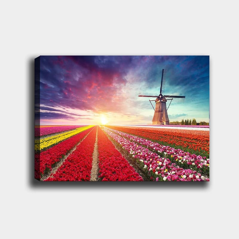 Lerretsbilde 70x100 cm - Vakkert landskapsmaleri med tulipanåkre i forskjellige farger og en vindmølle i bakgrunnen, Rød / Lilla / Gul