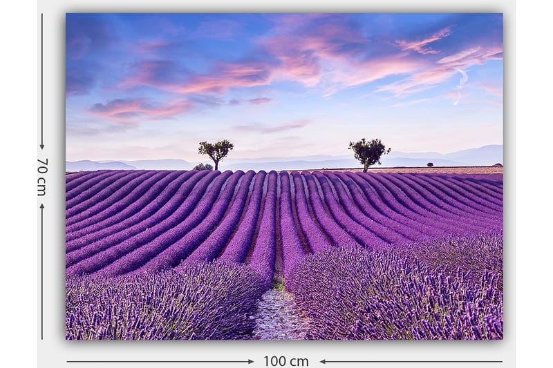 Lerretsbilde 70x100 cm - Vakkert lavendelfelt med myke, bølgete rader av lavendelblomster under en klar himmel - Lilla / Grønn / Blå - Innredning - Bilder & kunst - Lerretsbilder