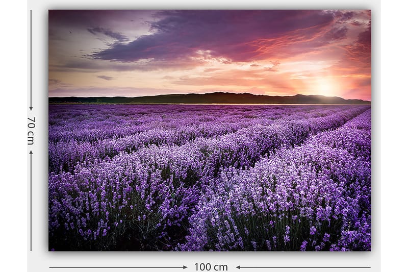 Lerretsbilde 70x100 cm - Vakkert lavendelfelt under en fargerik solnedgang - Lilla / Mørkegrønn / Oransje - Innredning - Bilder & kunst - Lerretsbilder
