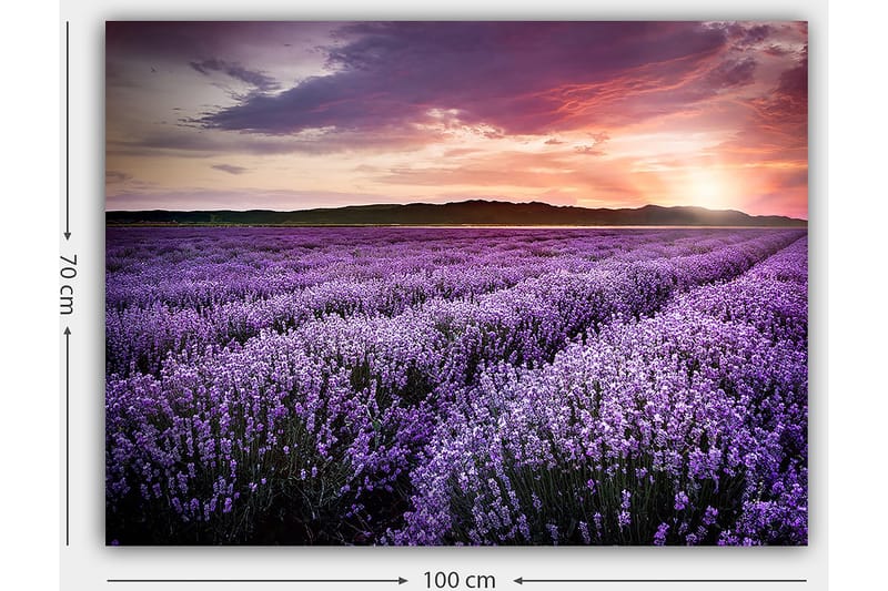 Lerretsbilde 70x100 cm - Vakkert lavendelfelt under en fargerik solnedgang - Lilla / Mørkegrønn / Oransje - Innredning - Bilder & kunst - Lerretsbilder