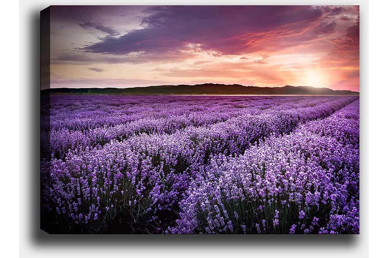 Lerretsbilde 70x100 cm - Vakkert lavendelfelt under en fargerik solnedgang - Lilla / Mørkegrønn / Oransje - Innredning - Bilder & kunst - Lerretsbilder