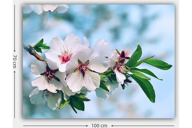 Lerretsbilde 70x100 cm - Vakre kirsebærblomster i full blomst på en gren - Hvit / Grønn / Rosa - Innredning - Bilder & kunst - Lerretsbilder