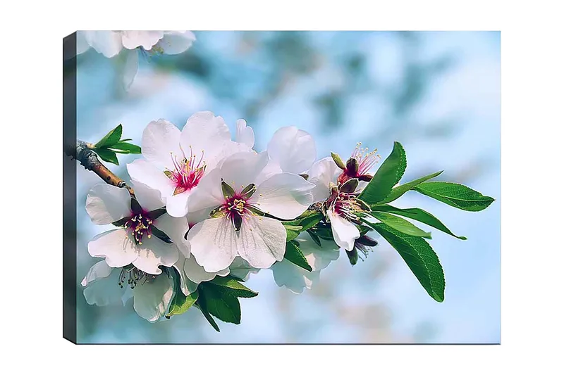 Lerretsbilde 70x100 cm - Vakre kirsebærblomster i full blomst på en gren, Hvit / Grønn / Rosa