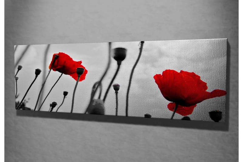 Lerretsbilde 80x30 cm - Rød valmue mot svart og hvit bakgrunn - Rød / Svart / Grå - Innredning - Bilder & kunst - Lerretsbilder