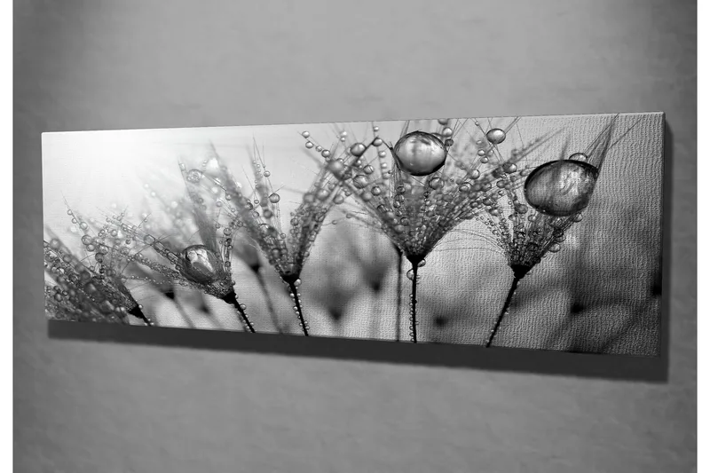 Lerretsbilde 80x30 cm - Svart-hvitt bilde av vanndråper på fjær - Svart / Hvit / Grå - Innredning - Bilder & kunst - Lerretsbilder