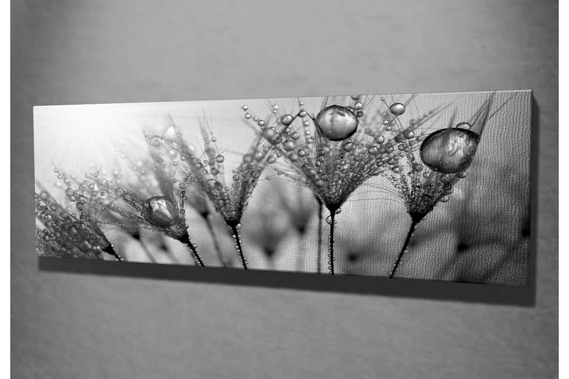 Lerretsbilde 80x30 cm - Svart-hvitt bilde av vanndråper på fjær - Svart / Hvit / Grå - Innredning - Bilder & kunst - Lerretsbilder