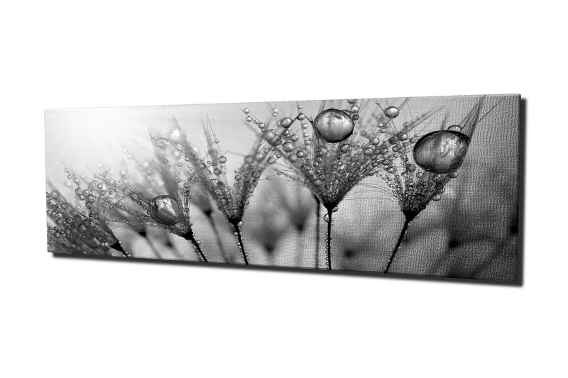Lerretsbilde 80x30 cm - Svart-hvitt bilde av vanndråper på fjær - Svart / Hvit / Grå - Innredning - Bilder & kunst - Lerretsbilder