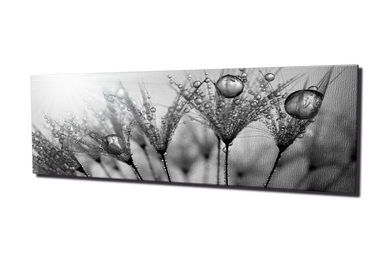 Lerretsbilde 80x30 cm - Svart-hvitt bilde av vanndråper på fjær - Svart / Hvit / Grå - Innredning - Bilder & kunst - Lerretsbilder