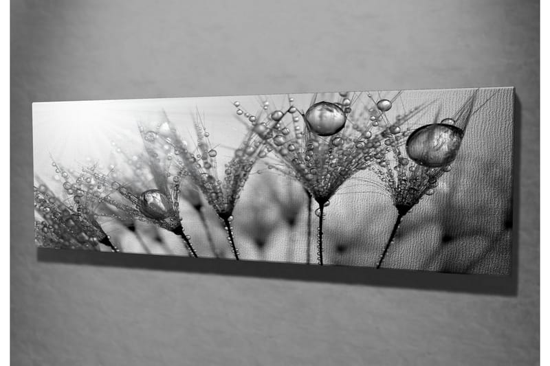 Lerretsbilde 80x30 cm - Svart-hvitt bilde av vanndråper på fjær - Svart / Hvit / Grå - Innredning - Bilder & kunst - Lerretsbilder