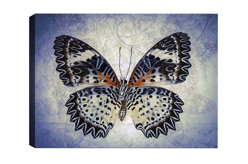 Lerretsbilde - Fargerik sommerfugl med detaljerte vinger, Blå / Svart / Oransje