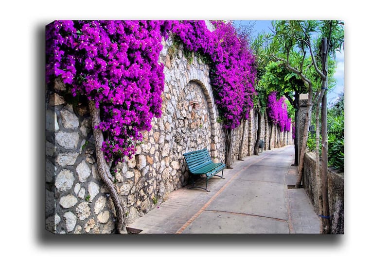 Lerretsbilde - Frodig gangvei omgitt av blomstrende bougainvillea, Lilla / Grå / Grønn