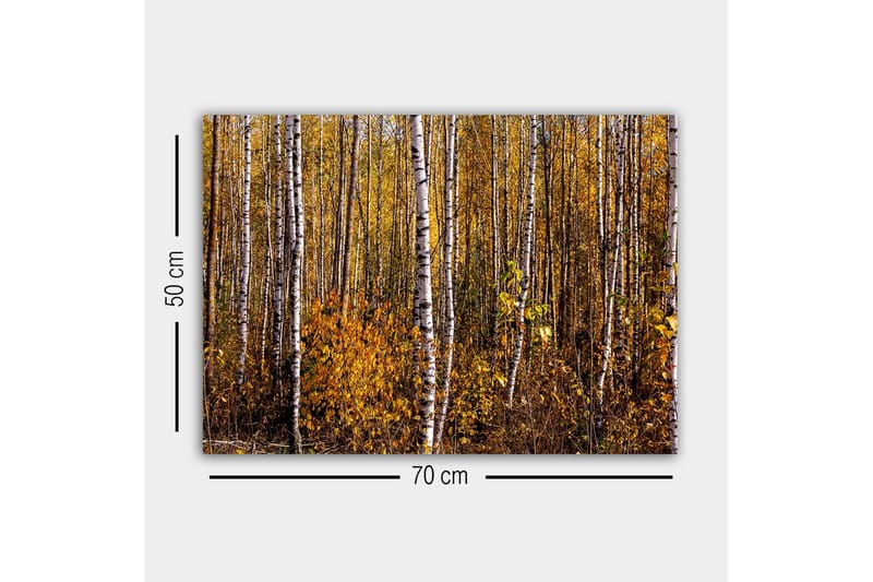 Lerretsbilde - Høstskog med bjørker og gylne blader - Gull / Hvit / Brun - Innredning - Bilder & kunst - Lerretsbilder