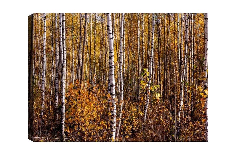 Lerretsbilde - Høstskog med bjørker og gylne blader, Gull / Hvit / Brun