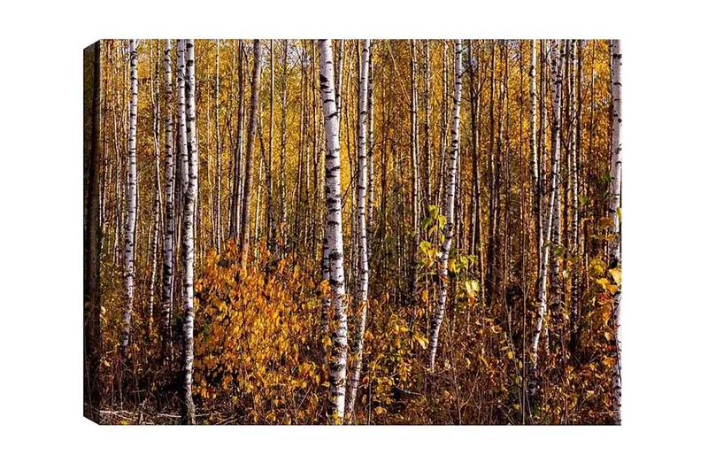 Lerretsbilde - Høstskog med bjørker og gylne blader - Gull / Hvit / Brun - Innredning - Bilder & kunst - Lerretsbilder