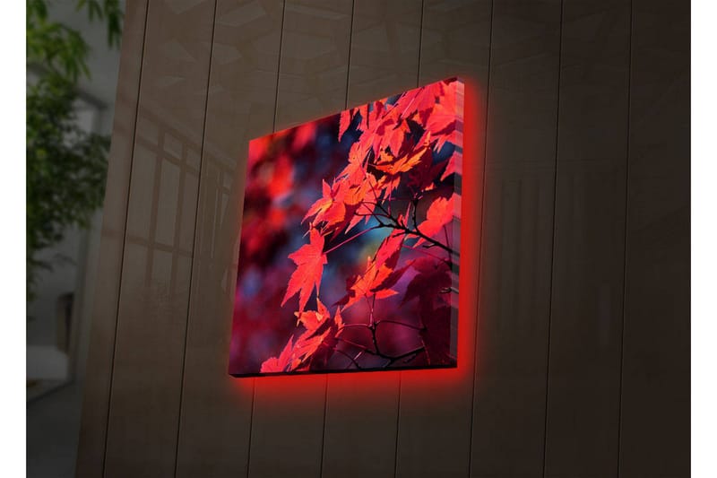 Lerretsbilde med LED-belysning 28x28 cm - Klart rødt lønneblad i høstfarger, Rød / Oransje / Mørk blå