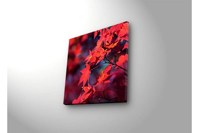 Lerretsbilde med LED-belysning 28x28 cm - Klart rødt lønneblad i høstfarger - Rød / Oransje / Mørk blå - Innredning - Bilder & kunst - Lerretsbilder