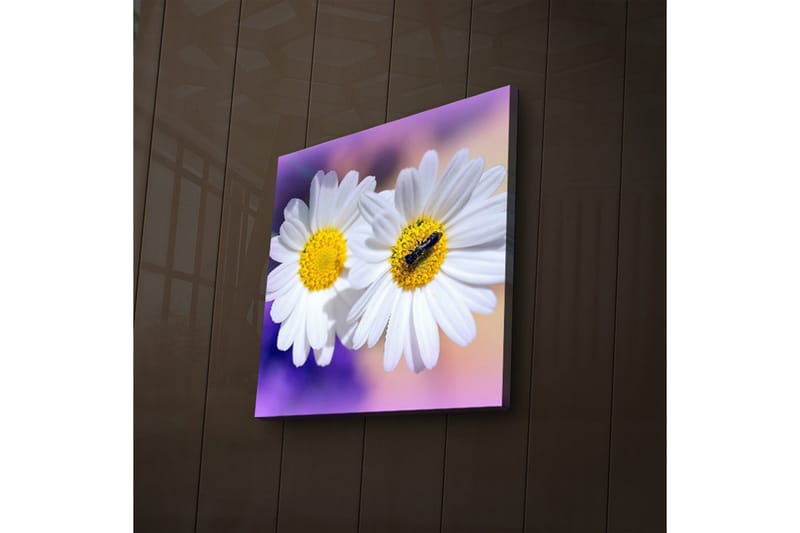 Lerretsbilde med LED-belysning 28x28 cm - To hvite tusenfryd med gult senter - Hvit / Gul / Lilla - Innredning - Bilder & kunst - Lerretsbilder