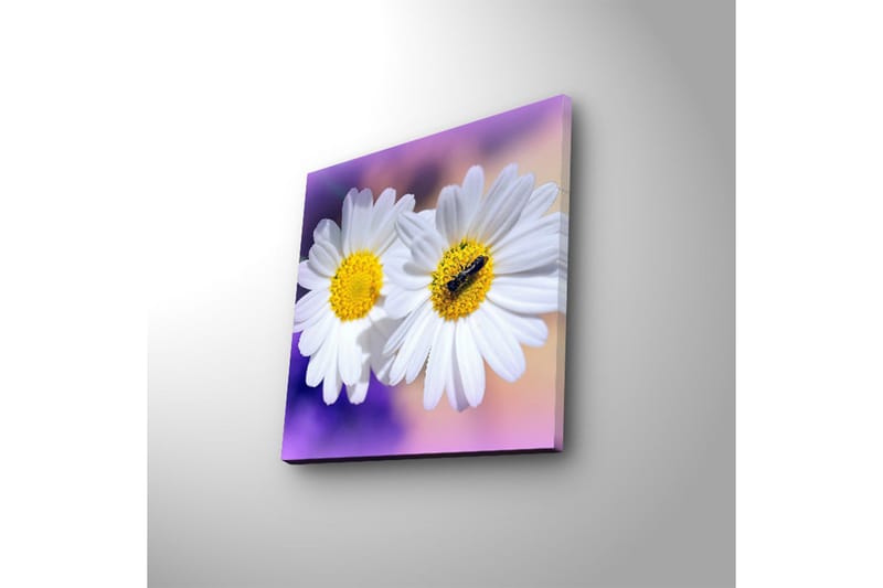 Lerretsbilde med LED-belysning 28x28 cm - To hvite tusenfryd med gult senter - Hvit / Gul / Lilla - Innredning - Bilder & kunst - Lerretsbilder