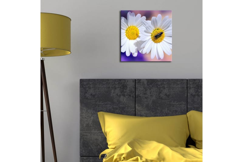 Lerretsbilde med LED-belysning 28x28 cm - To hvite tusenfryd med gult senter - Hvit / Gul / Lilla - Innredning - Bilder & kunst - Lerretsbilder