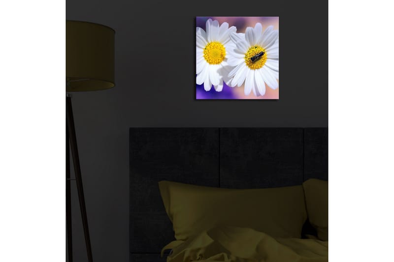 Lerretsbilde med LED-belysning 28x28 cm - To hvite tusenfryd med gult senter - Hvit / Gul / Lilla - Innredning - Bilder & kunst - Lerretsbilder