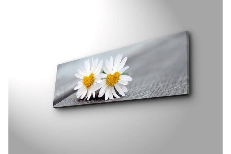 Lerretsbilde med LED-belysning 30x90 cm - To hvite tusenfryd med gult senter - Hvit / Gul - Innredning - Bilder & kunst - Lerretsbilder