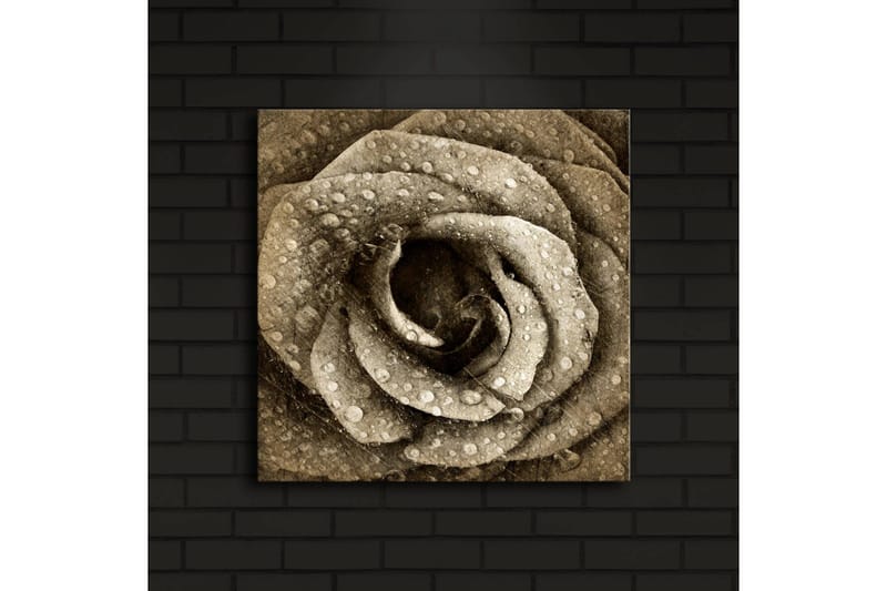 Lerretsbilde med LED-belysning 40x40 cm - Vakker rose med vanndråper - Beige / Brun / Grå - Innredning - Bilder & kunst - Lerretsbilder