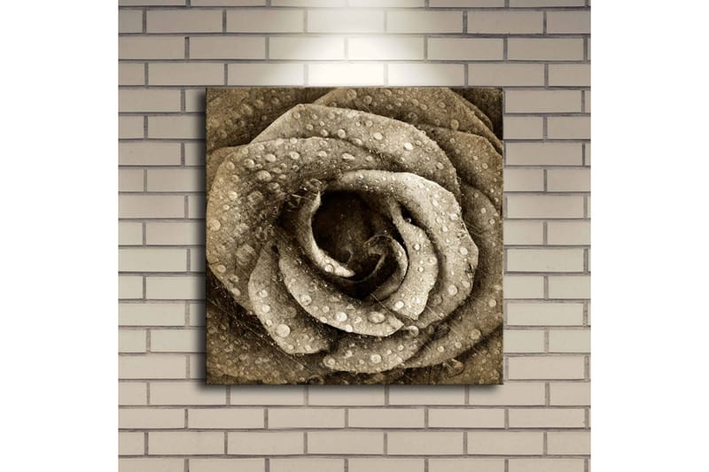 Lerretsbilde med LED-belysning 40x40 cm - Vakker rose med vanndråper - Beige / Brun / Grå - Innredning - Bilder & kunst - Lerretsbilder