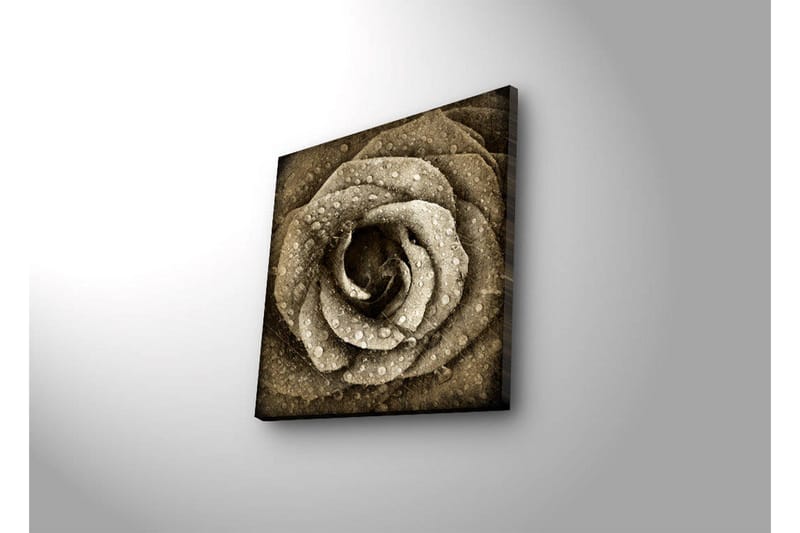 Lerretsbilde med LED-belysning 40x40 cm - Vakker rose med vanndråper - Beige / Brun / Grå - Innredning - Bilder & kunst - Lerretsbilder