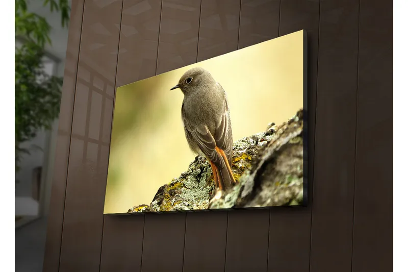 Lerretsbilde med LED-belysning 45x70 cm - Fugl sittende på en stein med myk bakgrunn - Grå / Oransje / Beige - Innredning - Bilder & kunst - Lerretsbilder