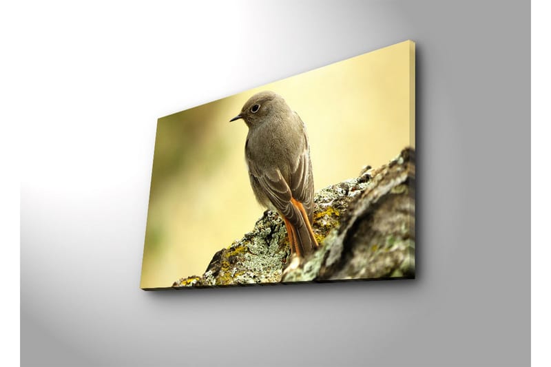 Lerretsbilde med LED-belysning 45x70 cm - Fugl sittende på en stein med myk bakgrunn - Grå / Oransje / Beige - Innredning - Bilder & kunst - Lerretsbilder