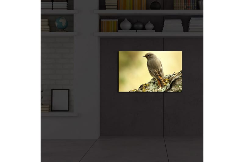 Lerretsbilde med LED-belysning 45x70 cm - Fugl sittende på en stein med myk bakgrunn - Grå / Oransje / Beige - Innredning - Bilder & kunst - Lerretsbilder