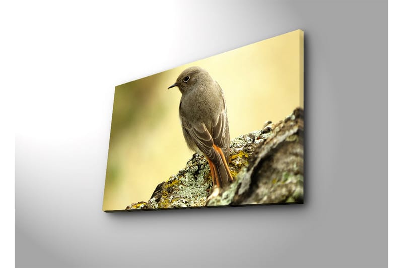 Lerretsbilde med LED-belysning 45x70 cm - Fugl sittende på en stein med myk bakgrunn - Grå / Oransje / Beige - Innredning - Bilder & kunst - Lerretsbilder