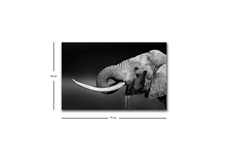 Lerretsbilde med LED-belysning - Elefant i svart-hvitt med detaljert tekstur - Svart / Hvit / Grå - Innredning - Bilder & kunst - Lerretsbilder