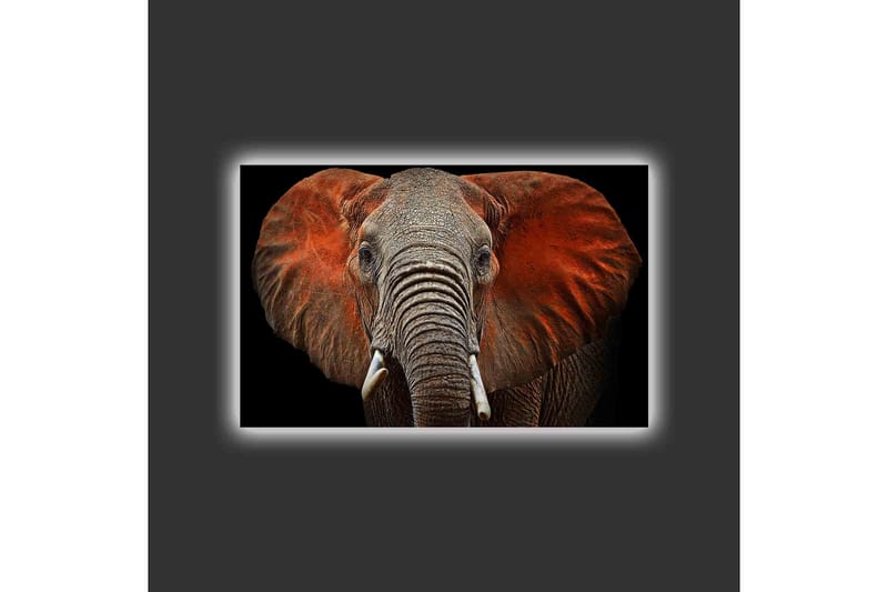 Lerretsbilde med LED-belysning - Elefant med majestetiske ører i dempede farger - Grå / Rød / Svart - Innredning - Bilder & kunst - Lerretsbilder