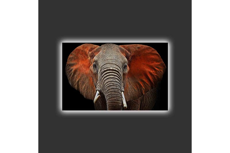 Lerretsbilde med LED-belysning - Elefant med majestetiske ører i dempede farger - Grå / Rød / Svart - Innredning - Bilder & kunst - Lerretsbilder