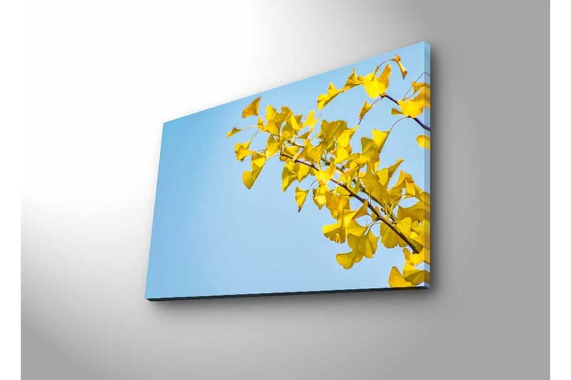 Lerretsbilde med LED-belysning - Ginkgoblader mot en klar blå himmel - Gul / Blå - Innredning - Bilder & kunst - Lerretsbilder