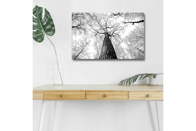Lerretsbilde med LED-belysning - Høyt perspektiv av en furu med grener som strekker seg mot himmelen - Svart / Hvit - Innredning - Bilder & kunst - Lerretsbilder