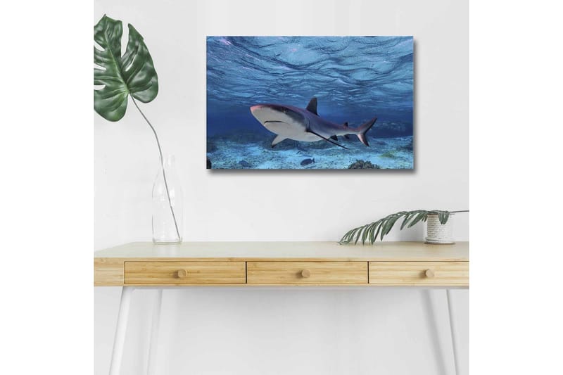Lerretsbilde med LED-belysning - Hai som svømmer i klart blått vann - Blå / Grå / Hvit - Innredning - Bilder & kunst - Lerretsbilder